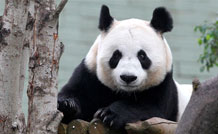 tian tian panda pregnancy